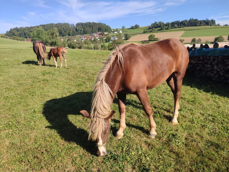 Black Forest-häst Sto 1 år Fux in Ühlingen-Birkendorf