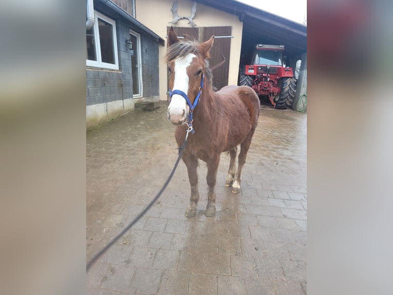 Black Forest-häst Sto 2 år 150 cm Fux in Schönenberg-Kübelberg