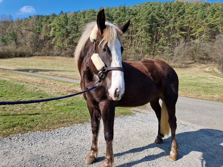 Black Forest-häst Sto 2 år fux in Friedelshausen