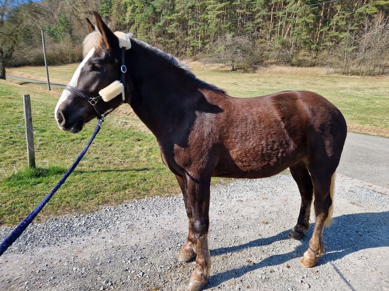 Black Forest-häst Sto 2 år fux in Friedelshausen