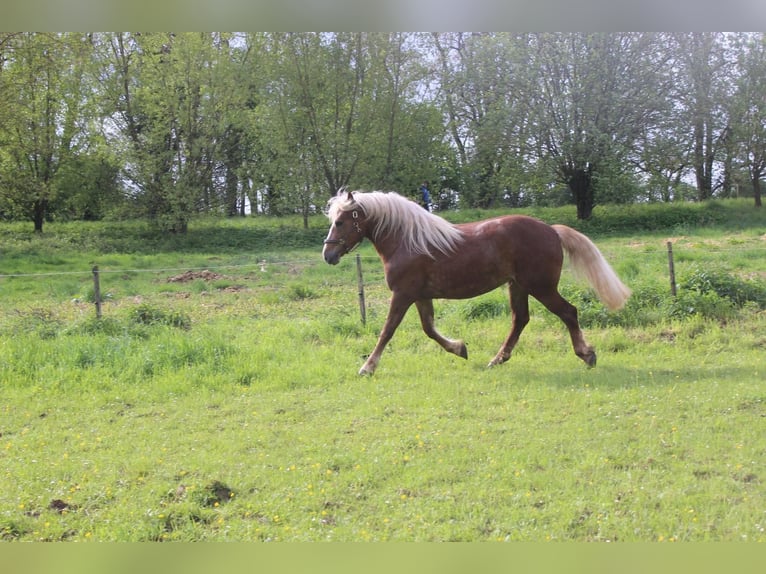 Black Forest-häst Sto 3 år 153 cm Fux in Wiesloch