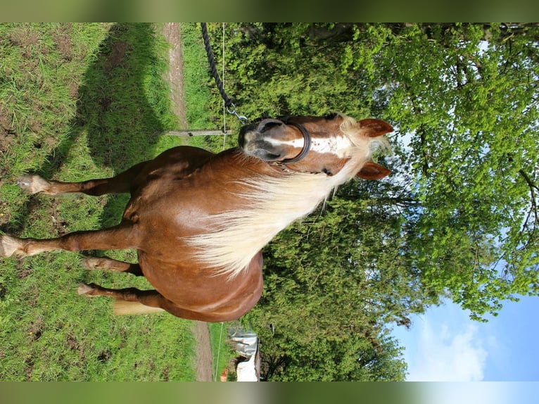 Black Forest-häst Sto 3 år 153 cm Fux in Wiesloch