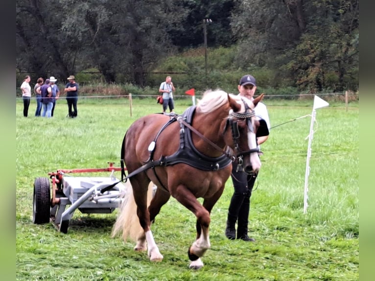 Black Forest-häst Sto 6 år 154 cm Fux in Burg (Spreewald)