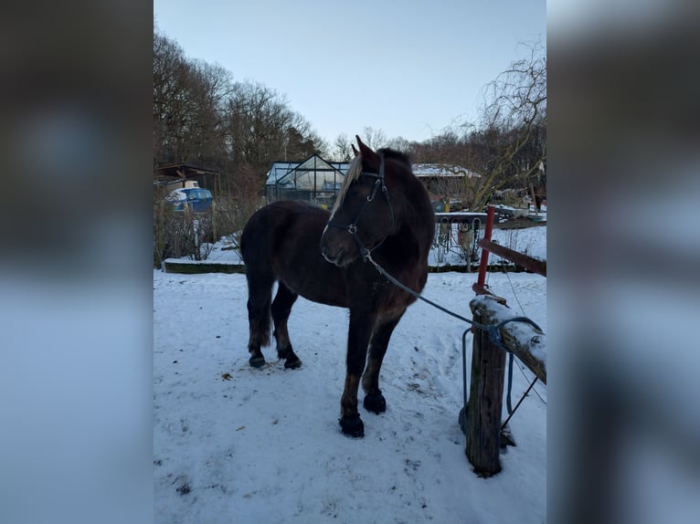Black Forest-häst Valack 10 år 158 cm Fux in Andernach
