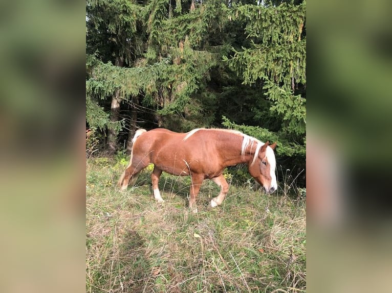 Black Forest-häst Valack 11 år 150 cm fux in Wiggensbach