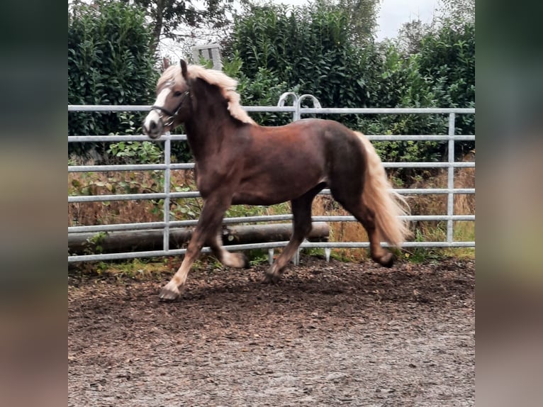 Black Forest-häst Valack 3 år 155 cm fux in Villingen-Schwenningen