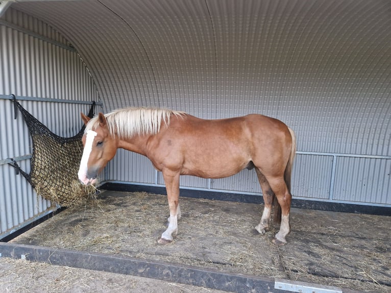 Black Forest-häst Valack 3 år 156 cm fux in Ruurlo