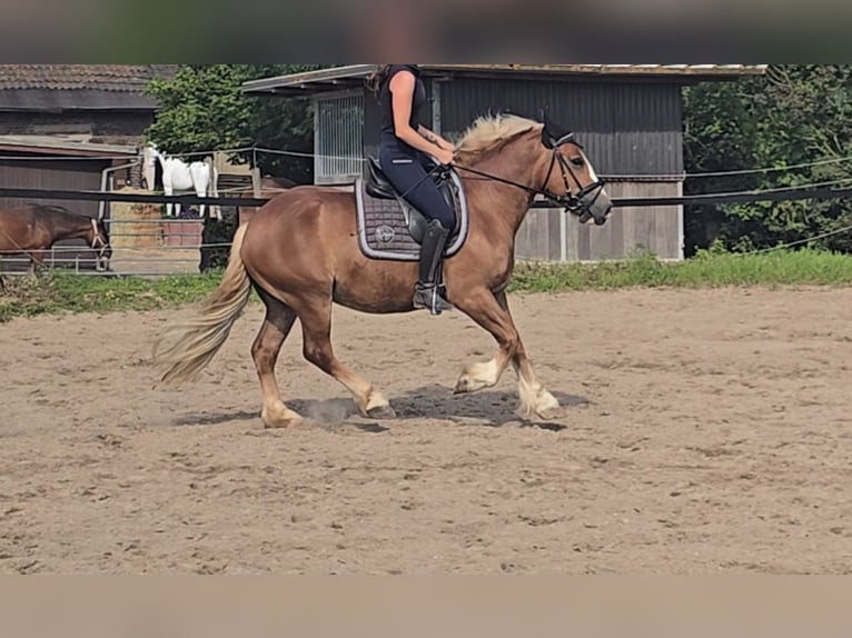 Black Forest-häst Valack 4 år 148 cm fux in Mülheim an der Ruhr