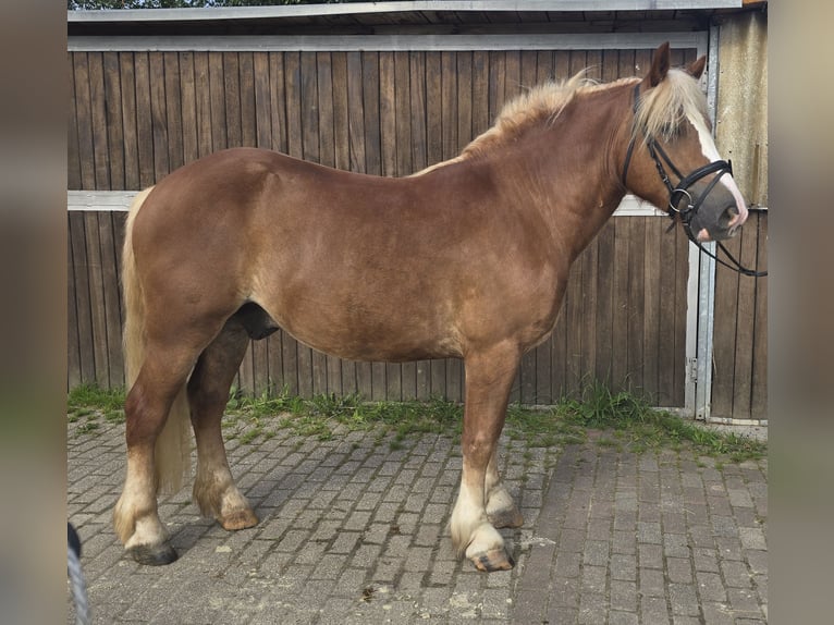 Black Forest-häst Valack 4 år 148 cm fux in Mülheim an der Ruhr