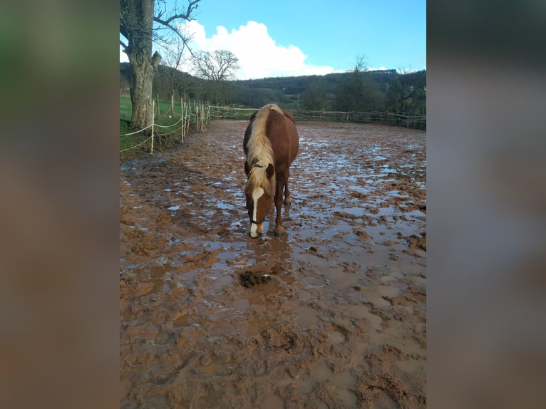 Black Forest-häst Valack 5 år 155 cm Fux in Merzig