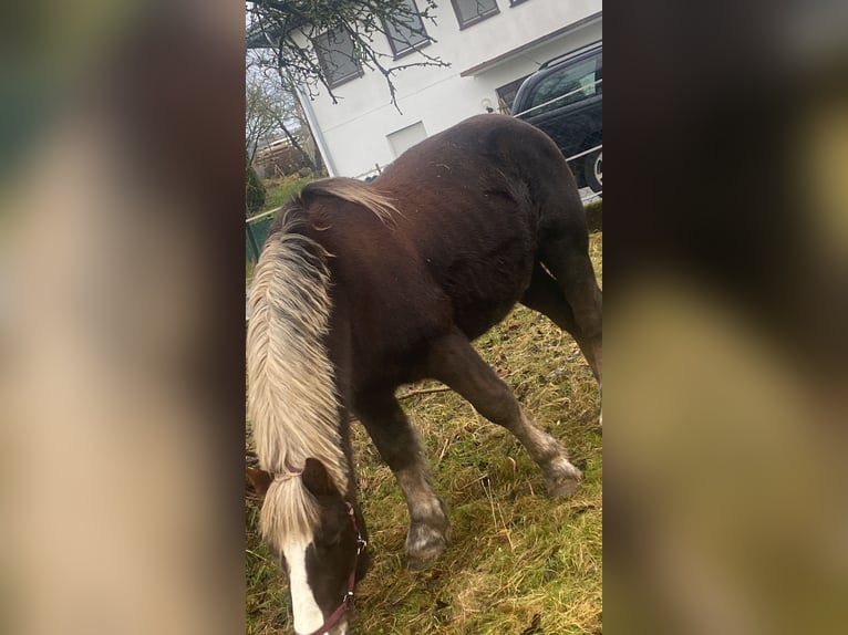 Black Forest Horse Gelding 10 years 15,1 hh Chestnut in Freiensteinau