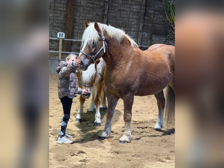 Black Forest Horse Gelding 10 years 15.2 hh  in Schkopau Korbetha