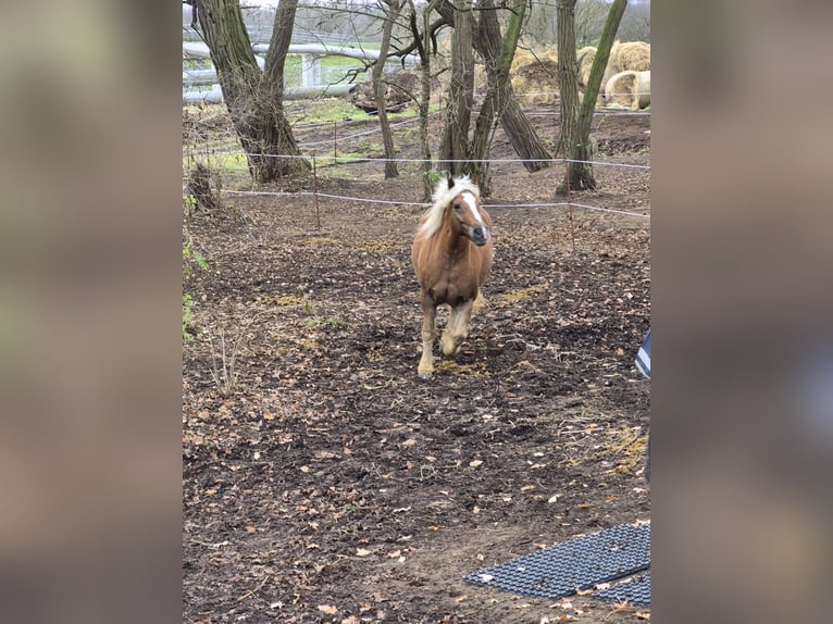 Black Forest Horse Gelding 10 years 15.2 hh  in Schkopau Korbetha