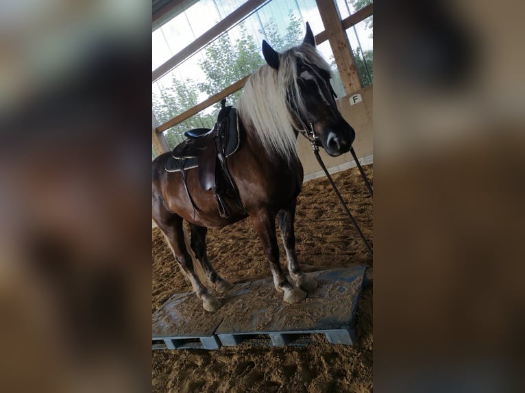 Black Forest Horse Gelding 10 years 15,2 hh Chestnut in Brennberg