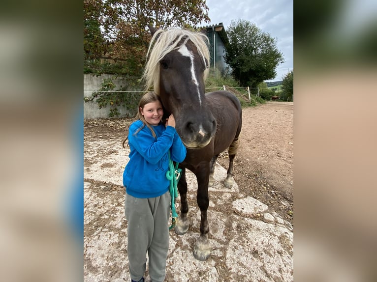 Black Forest Horse Gelding 10 years 15,2 hh Chestnut in Brennberg