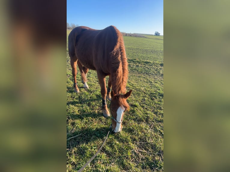 Black Forest Horse Gelding 10 years 16,2 hh Chestnut-Red in Malsch