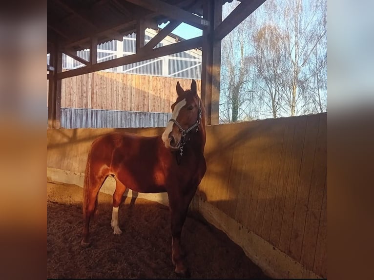 Black Forest Horse Gelding 10 years 16,2 hh Chestnut-Red in Malsch