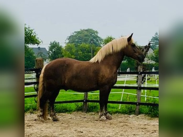 Black Forest Horse Gelding 13 years 16 hh Chestnut in Stolberg (Rheinland)