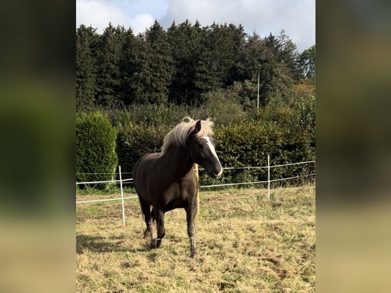 Black Forest Horse Gelding 13 years 16 hh Chestnut in Stolberg (Rheinland)