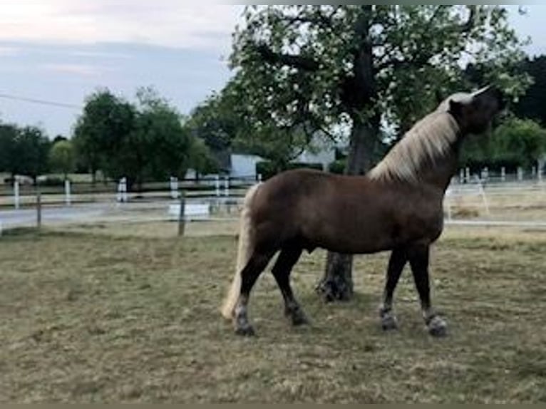 Black Forest Horse Gelding 13 years 16 hh Chestnut in Stolberg (Rheinland)