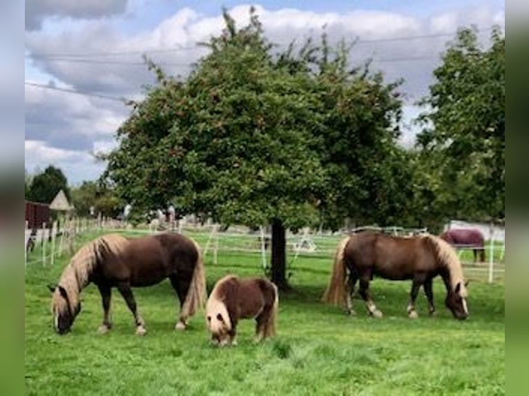 Black Forest Horse Gelding 13 years 16 hh Chestnut in Stolberg (Rheinland)