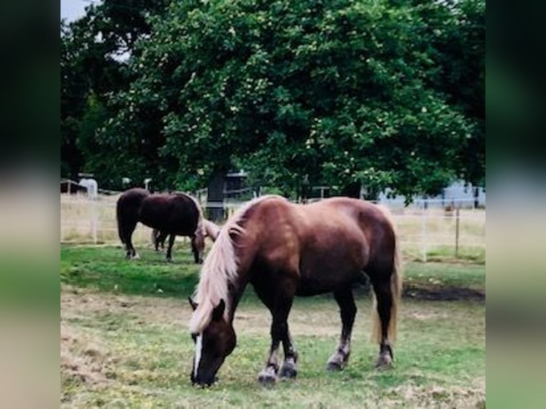 Black Forest Horse Gelding 13 years 16 hh Chestnut in Stolberg (Rheinland)