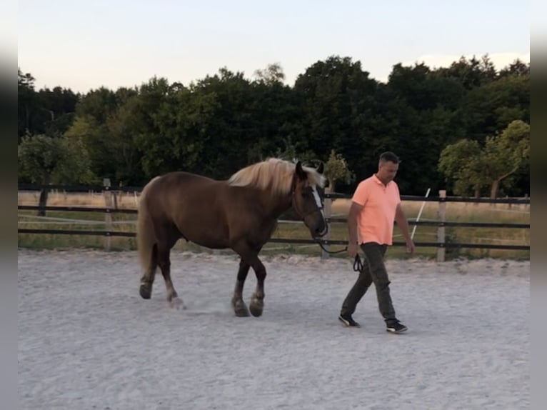 Black Forest Horse Gelding 13 years 16 hh Chestnut in Stolberg (Rheinland)