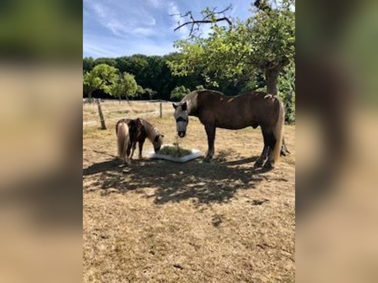 Black Forest Horse Gelding 13 years 16 hh Chestnut in Stolberg (Rheinland)