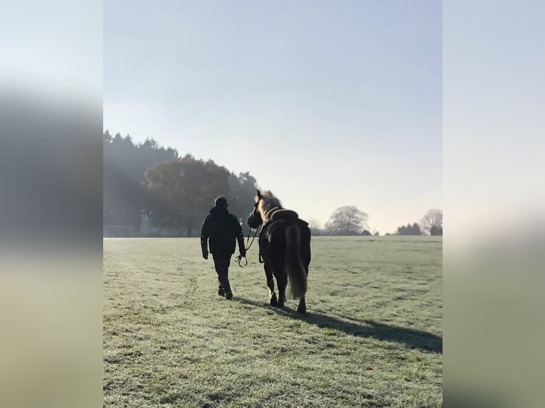 Black Forest Horse Gelding 13 years 16 hh Chestnut in Stolberg (Rheinland)