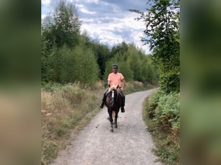 Black Forest Horse Gelding 13 years 16 hh Chestnut in Stolberg (Rheinland)