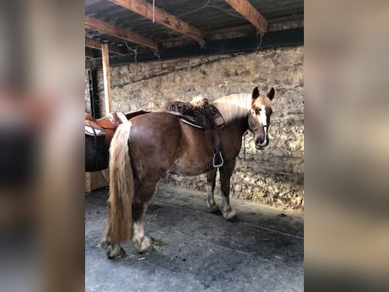 Black Forest Horse Gelding 13 years 16 hh Chestnut in Stolberg (Rheinland)