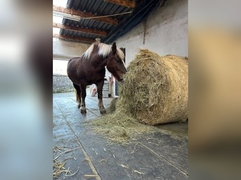 Black Forest Horse Gelding 13 years 16 hh Chestnut in Stolberg (Rheinland)