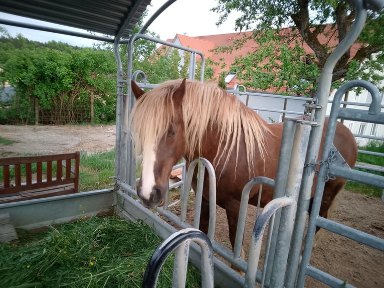 Black Forest Horse Gelding 14 years 14.2 hh Chestnut in Markt Rettenbach