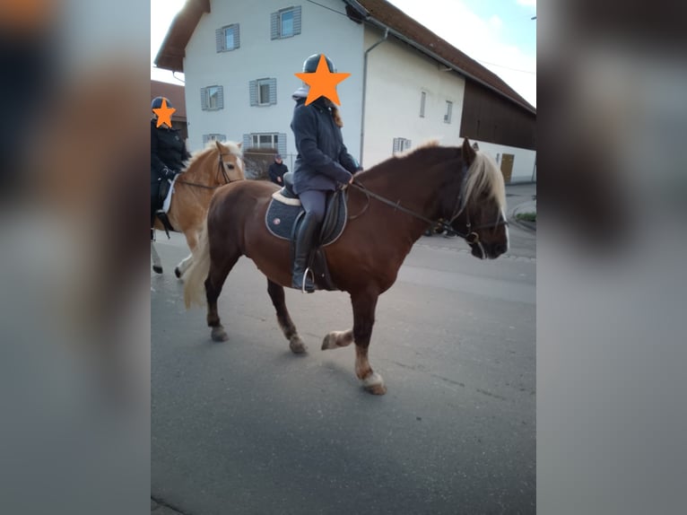 Black Forest Horse Gelding 14 years 14.2 hh Chestnut in Markt Rettenbach
