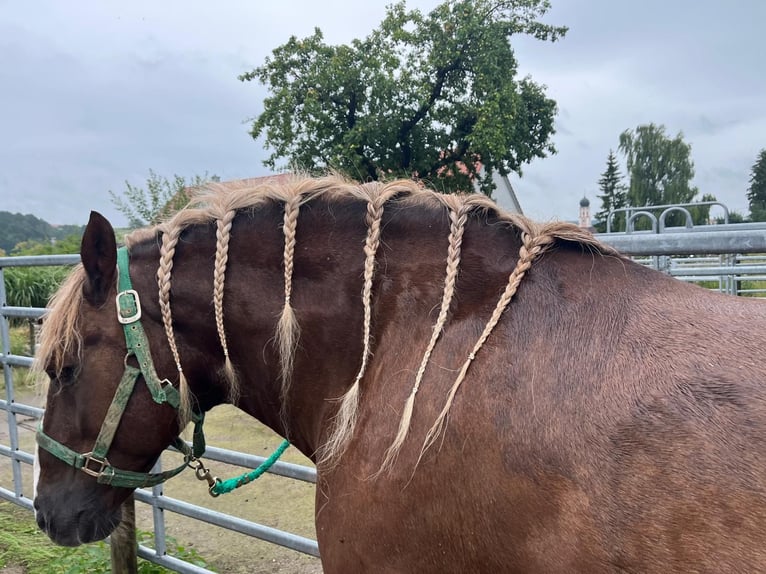 Black Forest Horse Gelding 14 years 14.2 hh Chestnut in Markt Rettenbach