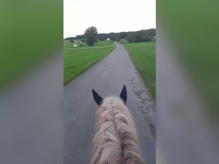 Black Forest Horse Gelding 14 years 14,2 hh Chestnut-Red in Markt Rettenbach