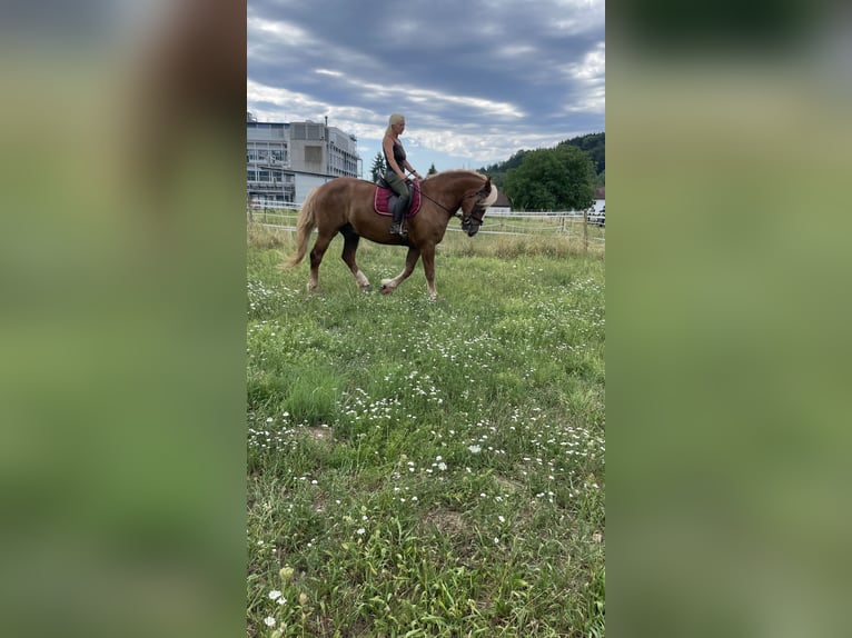 Black Forest Horse Gelding 14 years 16 hh Chestnut in Wehr