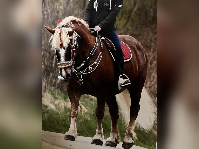 Black Forest Horse Mix Gelding 15 years 15,2 hh Chestnut-Red in Kirchberg im Wald