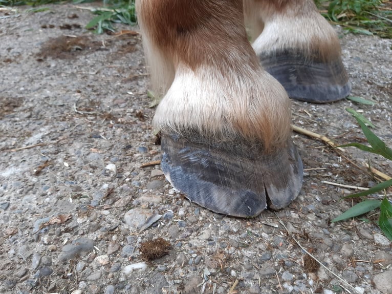 Black Forest Horse Gelding 17 years 14.1 hh Chestnut-Red in Hohentengen am Hochrhein