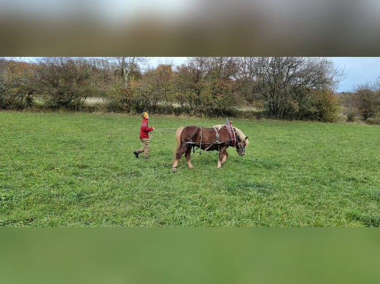 Black Forest Horse Gelding 17 years 14.1 hh Chestnut-Red in Hohentengen am Hochrhein