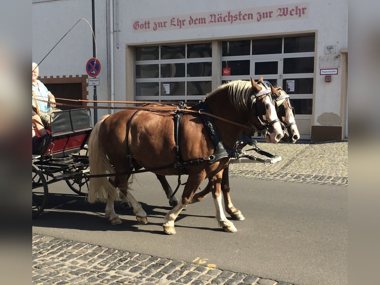 Black Forest Horse Gelding 19 years Chestnut-Red in Ranstadt