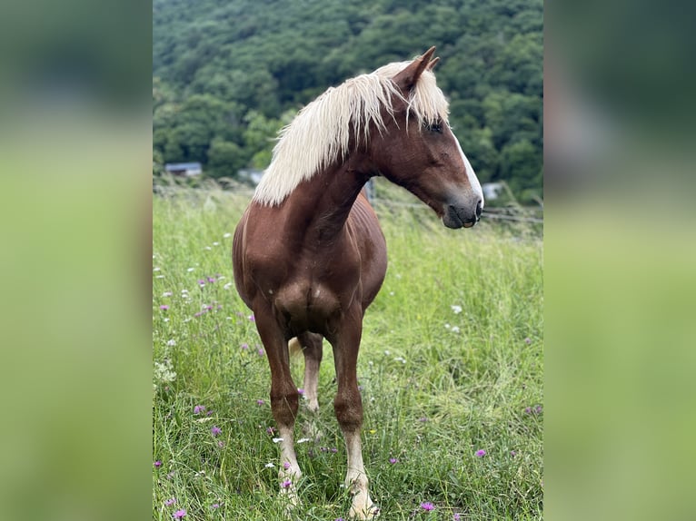 Black Forest Horse Gelding 1 year 15 hh Chestnut in Nassau