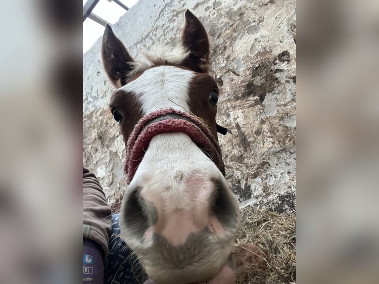 Black Forest Horse Gelding 1 year Chestnut-Red in Reichelsheim