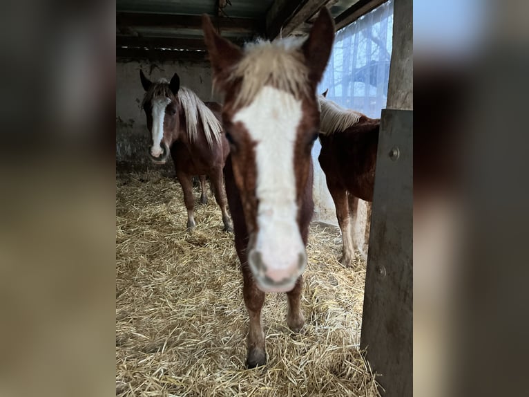Black Forest Horse Gelding 1 year Chestnut-Red in Reichelsheim