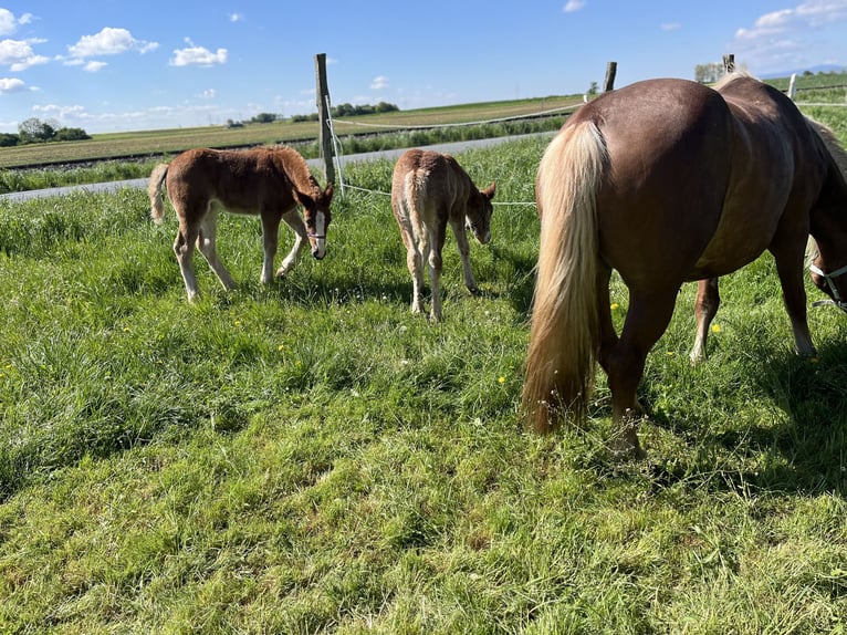 Black Forest Horse Gelding 1 year Chestnut-Red in Reichelsheim