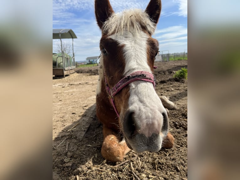 Black Forest Horse Gelding 1 year Chestnut-Red in Reichelsheim