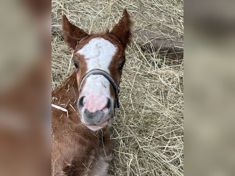 Black Forest Horse Gelding 1 year Chestnut-Red in Reichelsheim