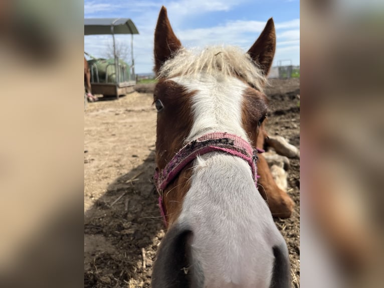 Black Forest Horse Gelding 1 year Chestnut-Red in Reichelsheim