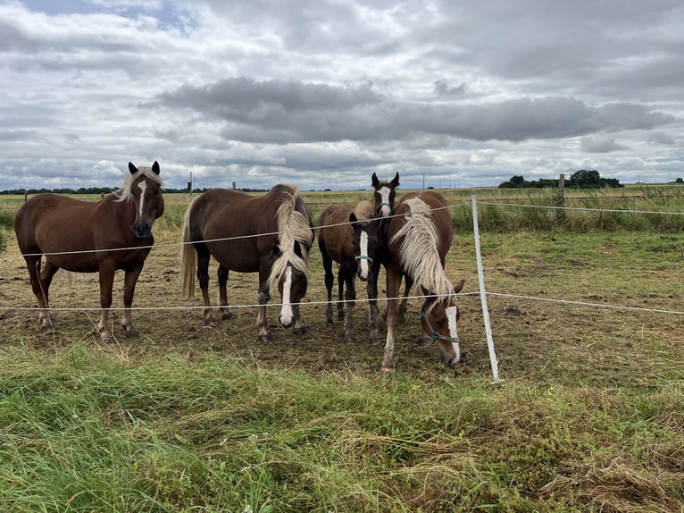 Black Forest Horse Gelding 1 year Chestnut-Red in Reichelsheim