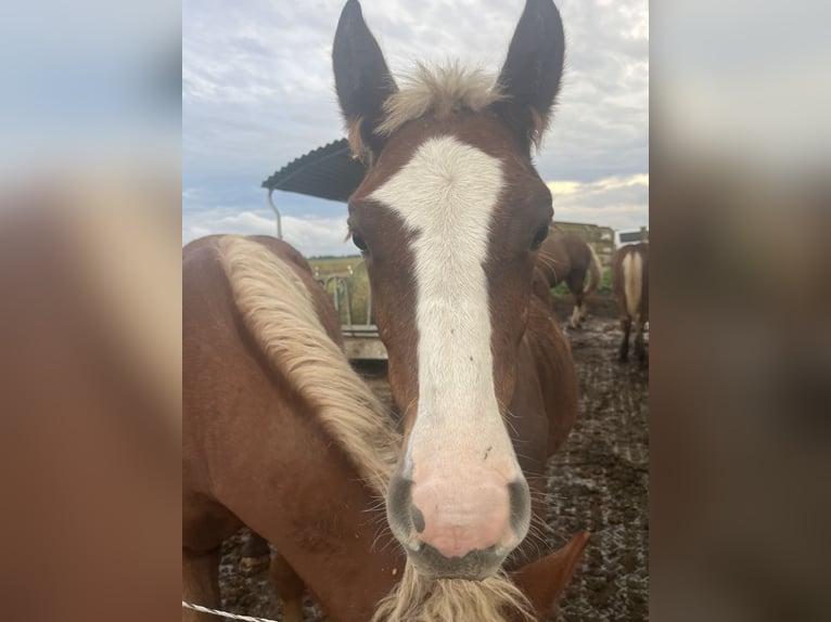Black Forest Horse Gelding 1 year Chestnut-Red in Reichelsheim